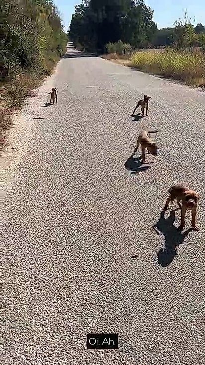 Bita não teve alternativa se não resgatá-los.