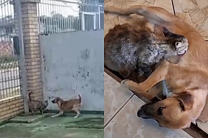 Homem coloca cachorro no pátio para gatos não entrarem, mas o contrário acontece