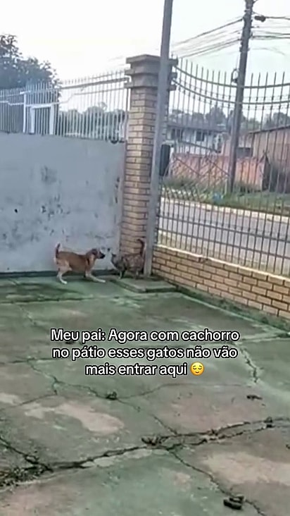 Cachorro contratado para ser cão de guarda faz amizade com gatos.