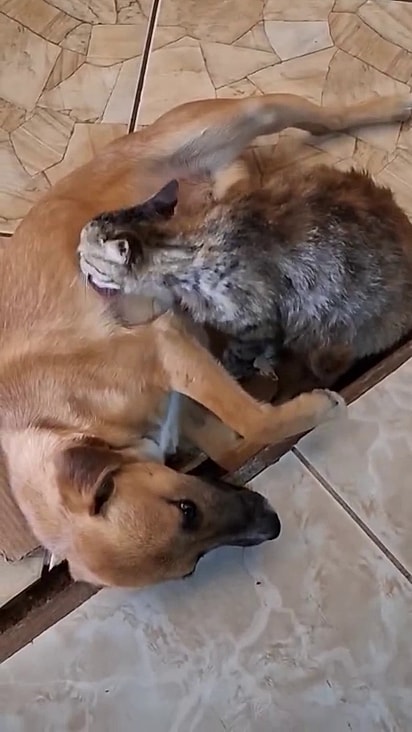 O vira-lata caramelo acolheu a gata de rua.