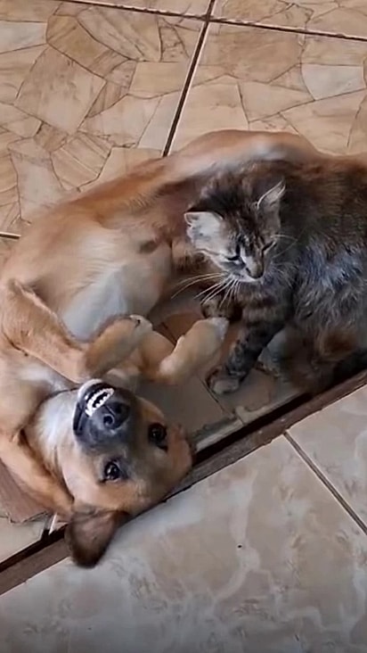 Madruguinha é muito brincalhão e não espanta nem os gatos.