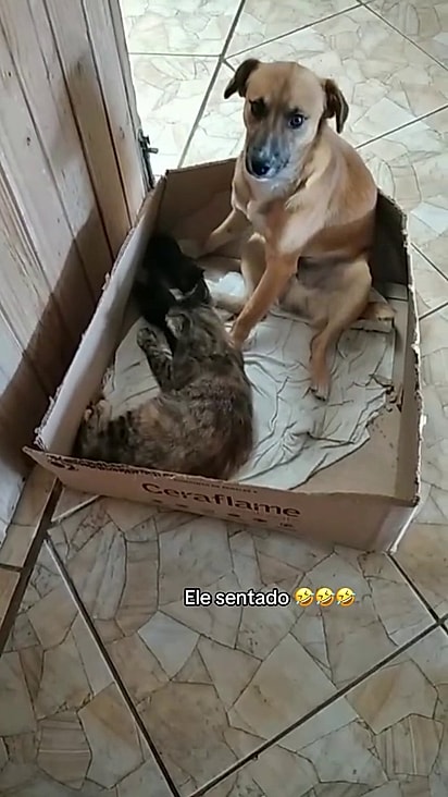 Ele acolheu os filhotes e adora estar por perto.