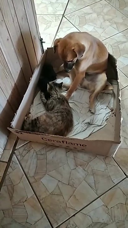 Eles estão em lar temporário com a família de Andresa.