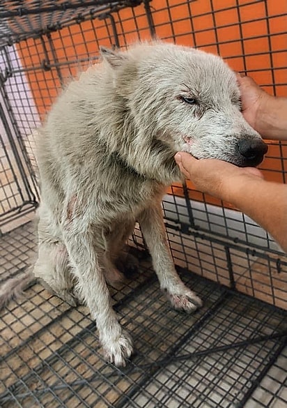 O cão estava muito debilitado.