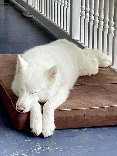 Atualmente Anatoli dorme relaxado em uma cama confortável.