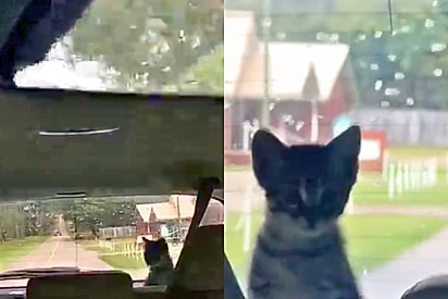 Motorista olha o espelho retrovisor e fica surpreso ao ver alguém peludo no banco de trás