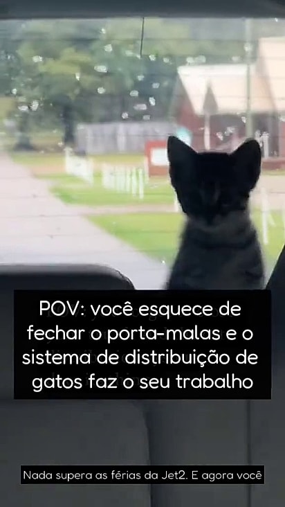 Os gatinhos estavam no porta malas.