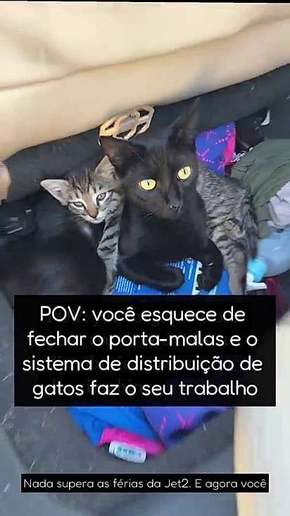 A família felina foi acolhida.