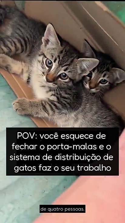 Todos serão disponibilizados para adoção.