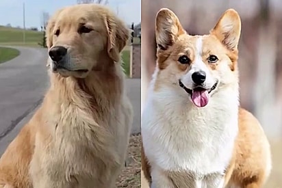 Conheça Toby, um cachorro que aparenta ser da raça golgi, meio golden retriever, meio corgi