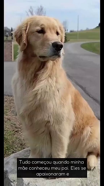 As tutores dizem que a mãe era golden.