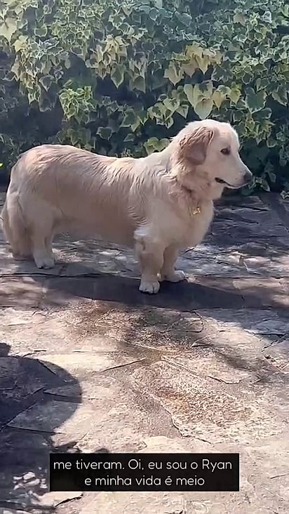 Toby lembra um golden mas sem o tamanho.