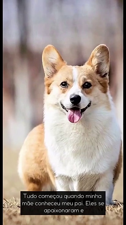 Acredita-se que o pai era corgi.