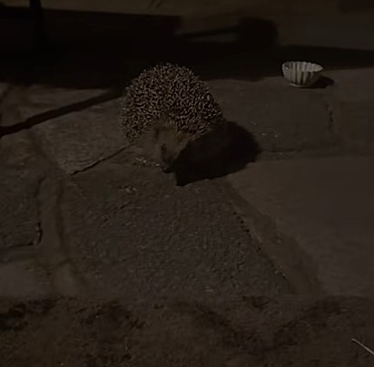 O ouriço parecia grato pela ajuda.