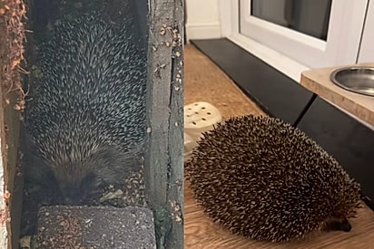 Mulher ajuda ouriça doente - dois dias depois, animal volta para lhe apresentar seus filhotes
