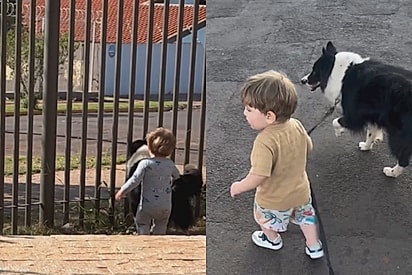 Border collie é deixado na rua após bebê nascer, mas destino lhe reserva nova família e melhor amigo especial