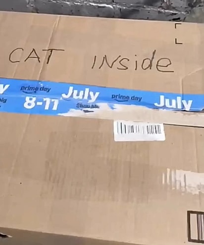 A caixa estava com uma mensagem escrita gato dentro.