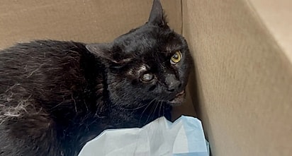 Dentro da caixa havia um gato assustado.