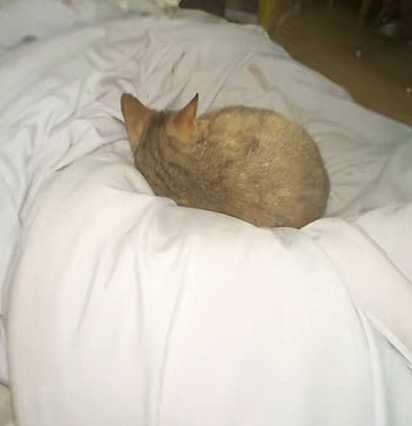 A gata estava aninhada na cama.