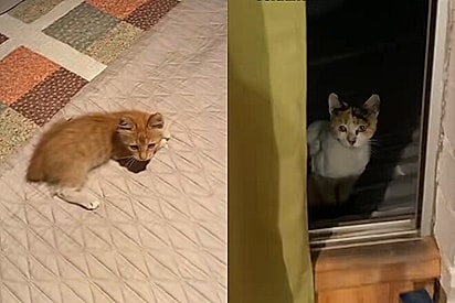 Mesmo com medo de humanos, mãe gata se aproxima de casa para pedir ajuda para filhote.