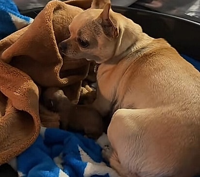 Lola, a cachorrinha chihuahua de três anos, teve um filhote sem ninguém saber que estava grávida.