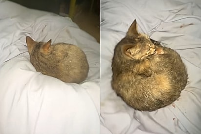 Gata chega para deitar junto com tutora na cama - então ela percebe que pet não estava sozinha