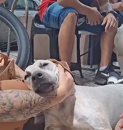 José é um cão dócil.