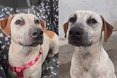 Eu Errei: Protetora se lamenta após cachorro vira-lata José ser devolvido 6 meses após adoção
