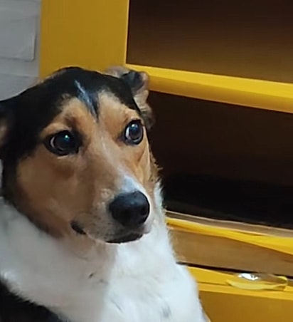 Cacau é uma cadela muito expressiva.
