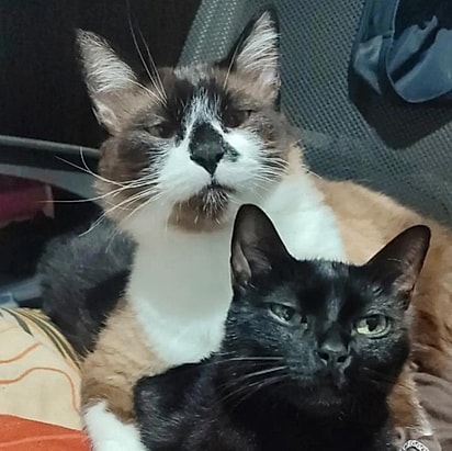 Os dois gatos da casa.