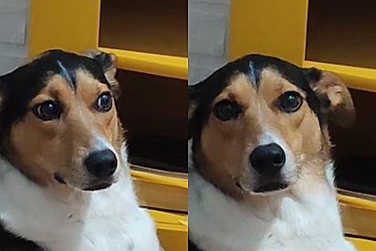 Síndrome da perseguida: conheça Cacau, a cachorrinha que acha que gato planeja contra a vida dela