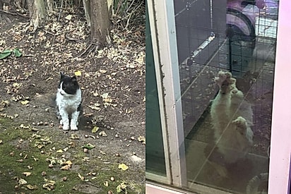 Mulher vê gato frajola de rua a esperando do lado de fora da porta e percebe que o conhece