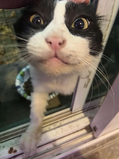 O felino fez de tudo para entrar dentro de casa.