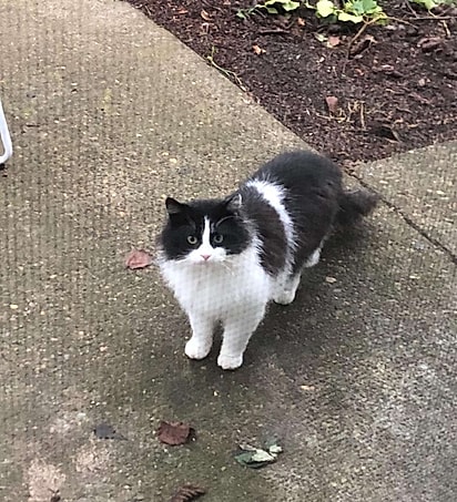 O gato já tinha cruzado o caminho de Eleanor antes.