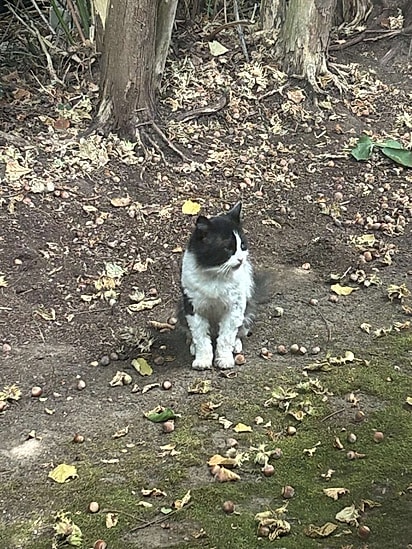 O gato estava procurando comida.