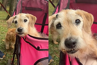 Jogado e deixado 3 dias dentro de bueiro, cãozinho é adotado pelo pai perfeito e hoje vive o auge dos 20 anos