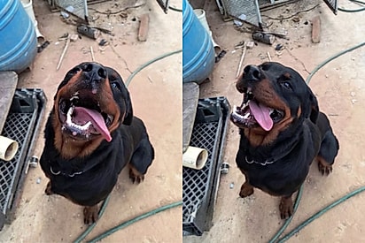 De abandonado a celebridade: Rottweiler Damião recebe propostas de adoção de todo o Brasil
