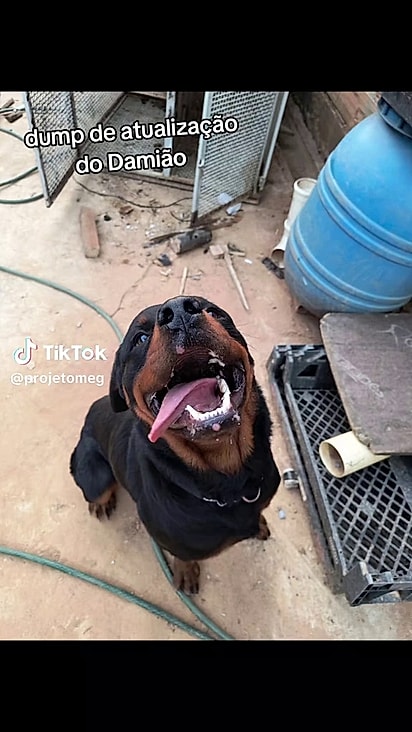 O cão recebeu inúmeros interessados em adotá-lo.