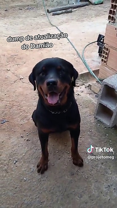 Damião está sendo bem cuidado pela equipe da ONG.
