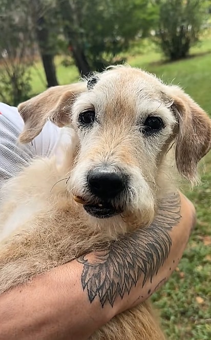 Spike, um cão de 20 anos.