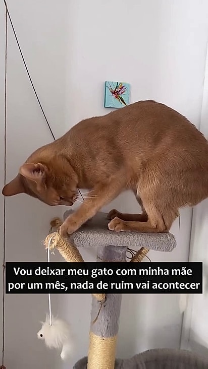 Siband foi muito mimado na casa da avó.