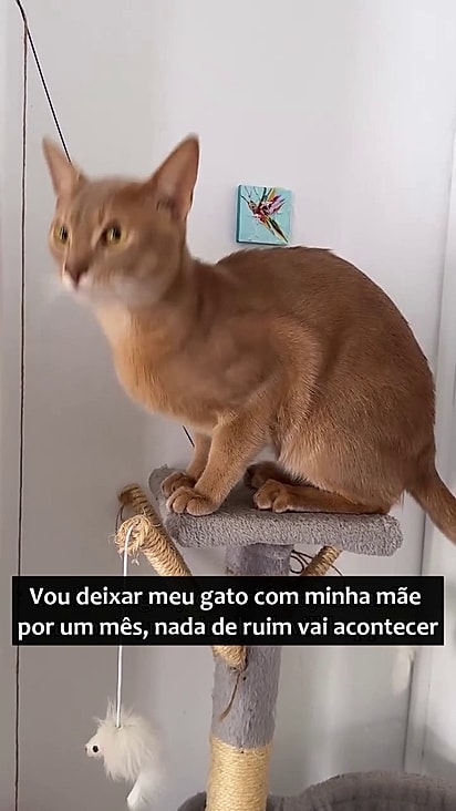 O gato roubava a comida dos outros.