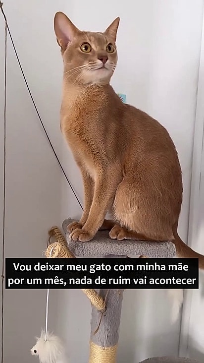 O felino era magro e esbelto.