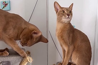 Após um mês de viagem, mulher retorna para casa e não acredita no que mãe fez com seu gato