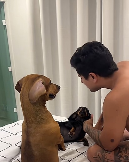 O tutor tentando conversar com as cadelas.