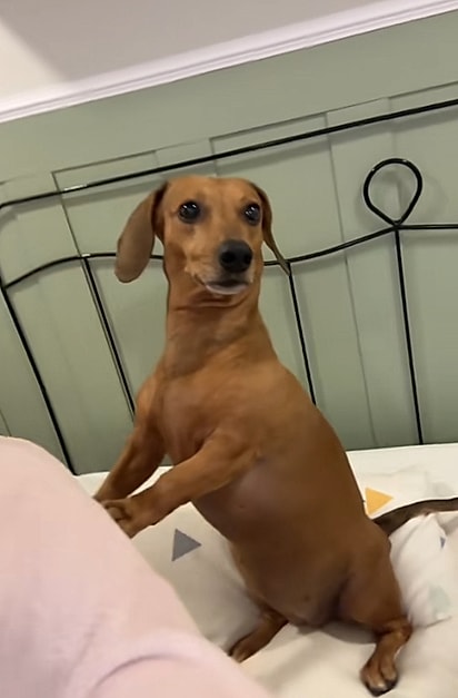 Por lei, nenhum condomínio pode proibir que os moradores tenham pets.