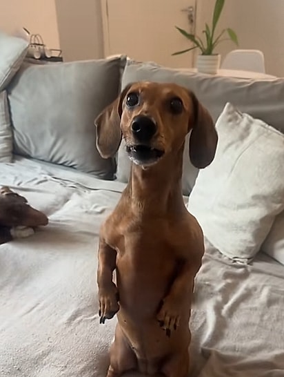 A cachorrinha tem mania de se sentar como um canguru. 