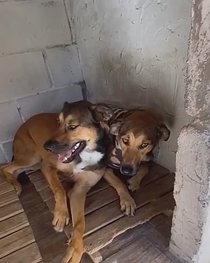 Os dois cães são inseparáveis.