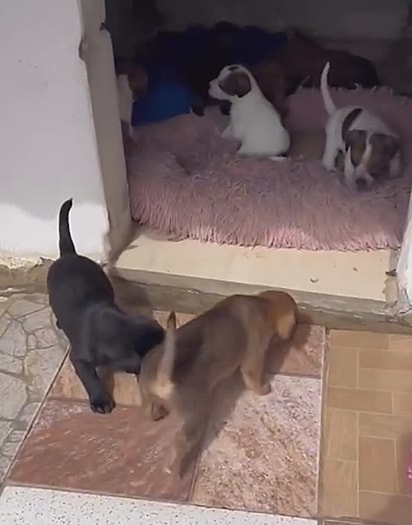 Ziggy e Macau nasceram dentro do abrigo, mas foram rejeitados pela mãe e pelos irmãos.