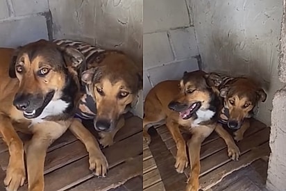 Cães irmãos voltam a abrigo de animais após serem ignorados mais uma vez em feira de adoção